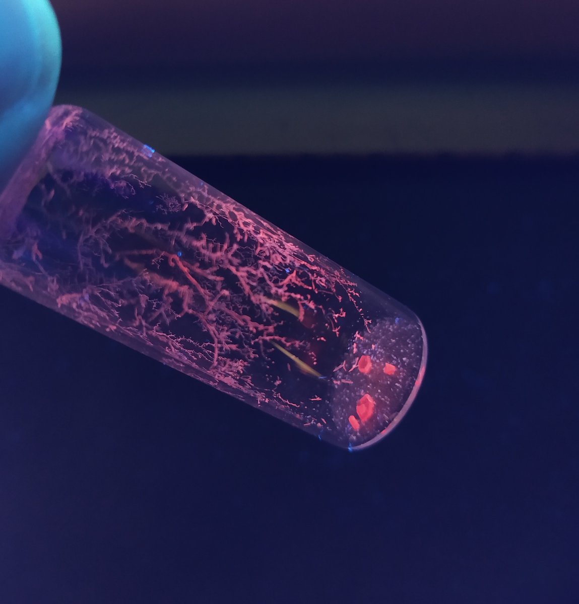 AurelienChignac's tweet image. Nice ruby-like crystals for #FluorescenceFriday