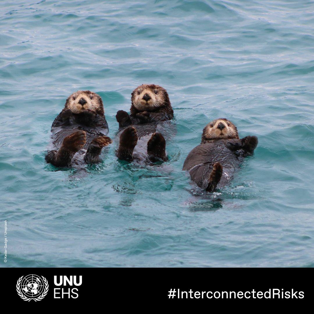 UN Biodiversity tweet media