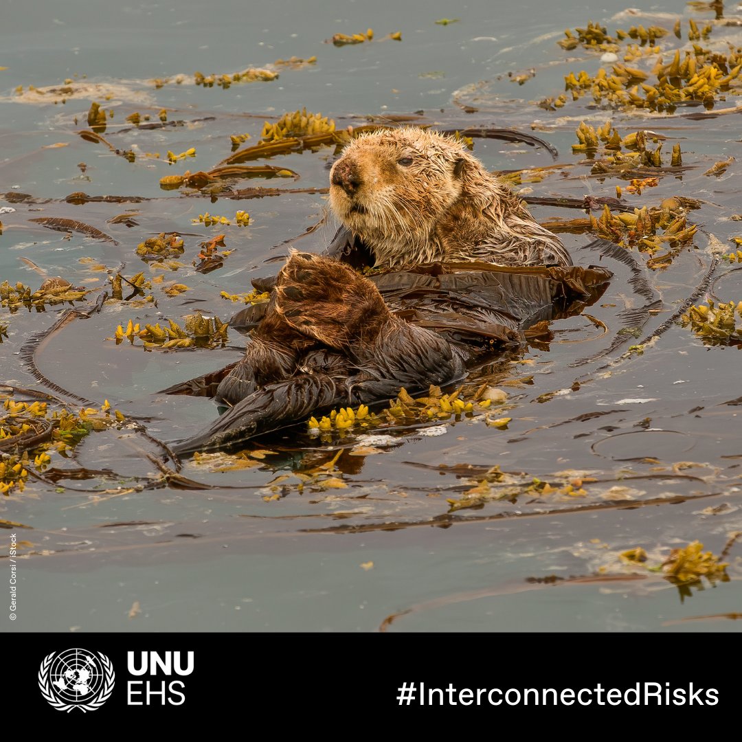 UN Biodiversity tweet media