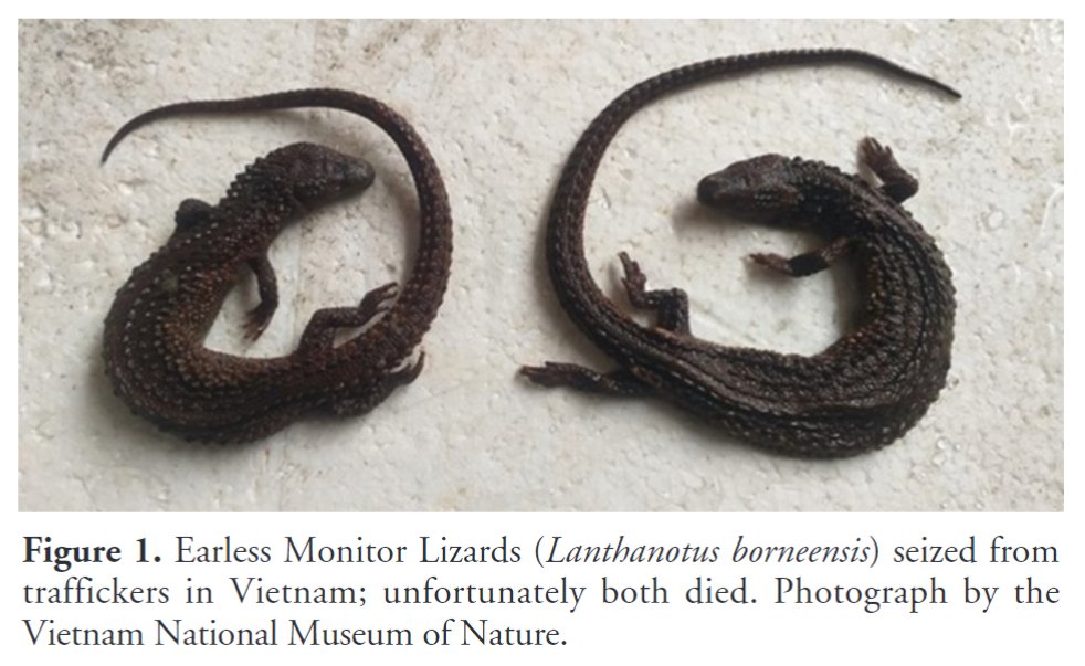 'First seizure of trafficked Earless Monitor Lizards (Lanthanotus borneensis) in Vietnam with additional notes on illegal trade' by Shepherd (2023) has recently been published in #ReptilesandAmphibians: doi.org/10.17161/randa… #Herpetology #IllegalWildlifeTrade #Reptiles