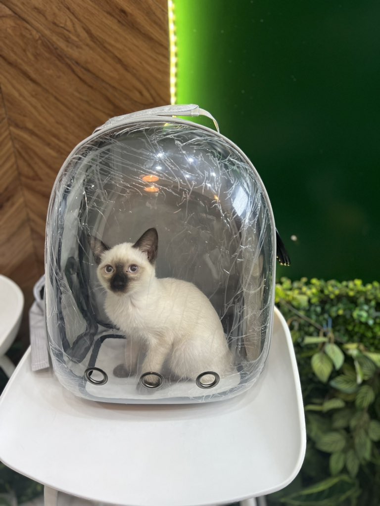 yna_deinla's tweet photo. Hi people! 🐱 https://t.co/PxJiFDeAvP