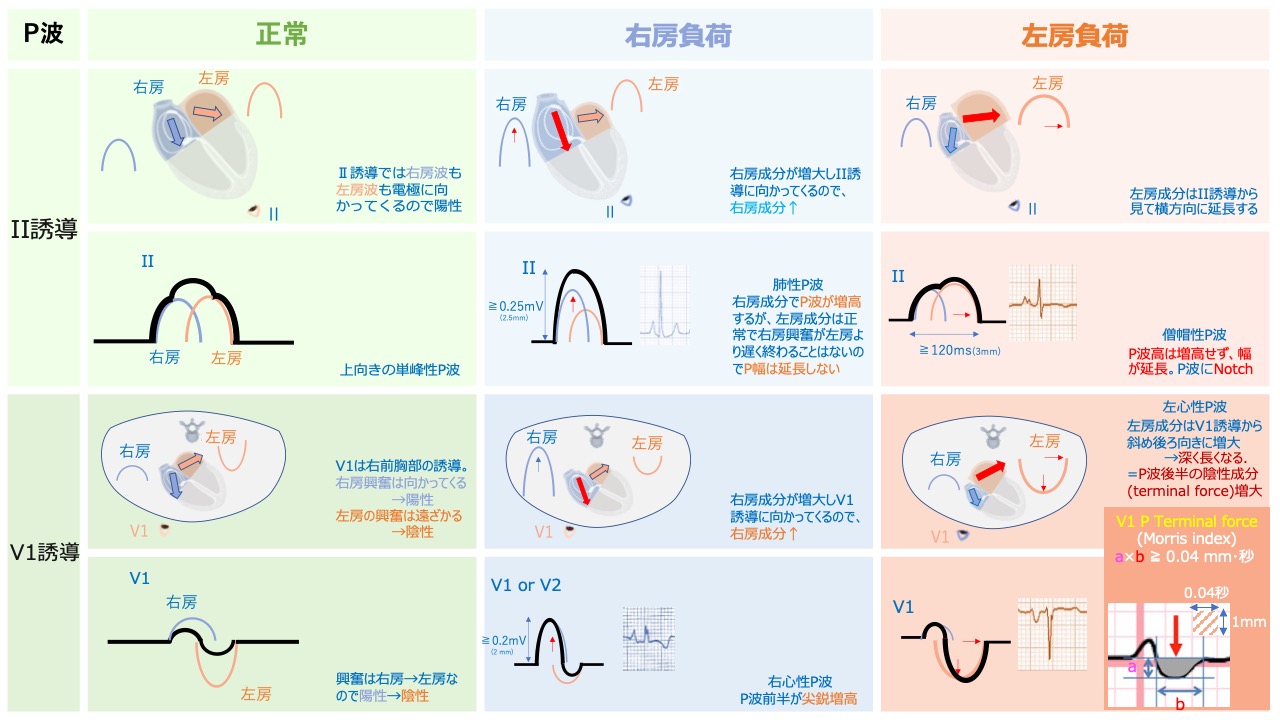健康・医学 THOMPSON TECHNIQUE REFERENCE MANUAL 健康・医学 THOMPSON TECHNIQUE REFERENCE MANUAL Thompson