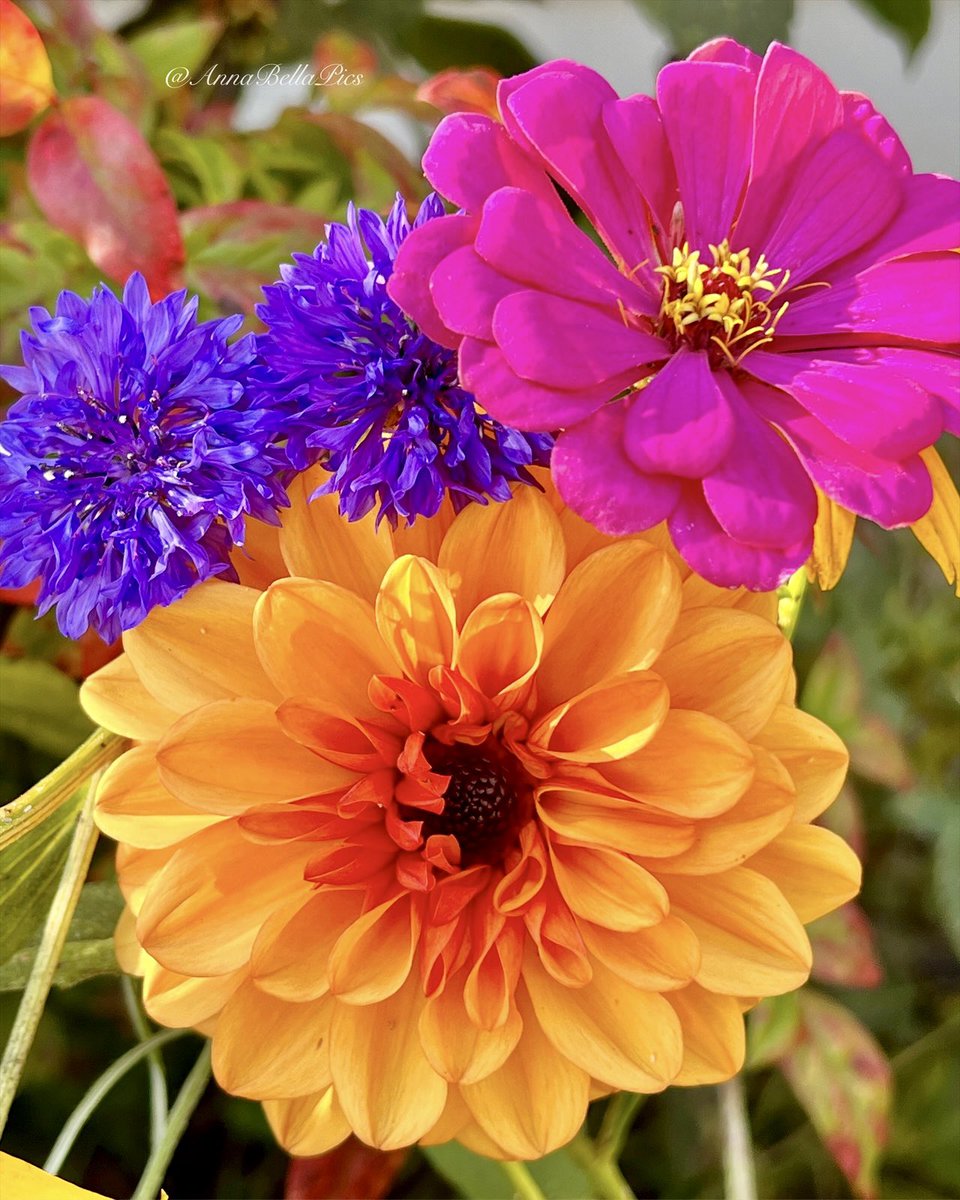 AnnaBellaPics's tweet photo. All of this wonderful color along the front walkway earlier this week before the first frost🩷💙🧡 Wishing you all a happy weekend🌸🍂 #flowers #gardening #dahlialove https://t.co/fdTDSd5eYD