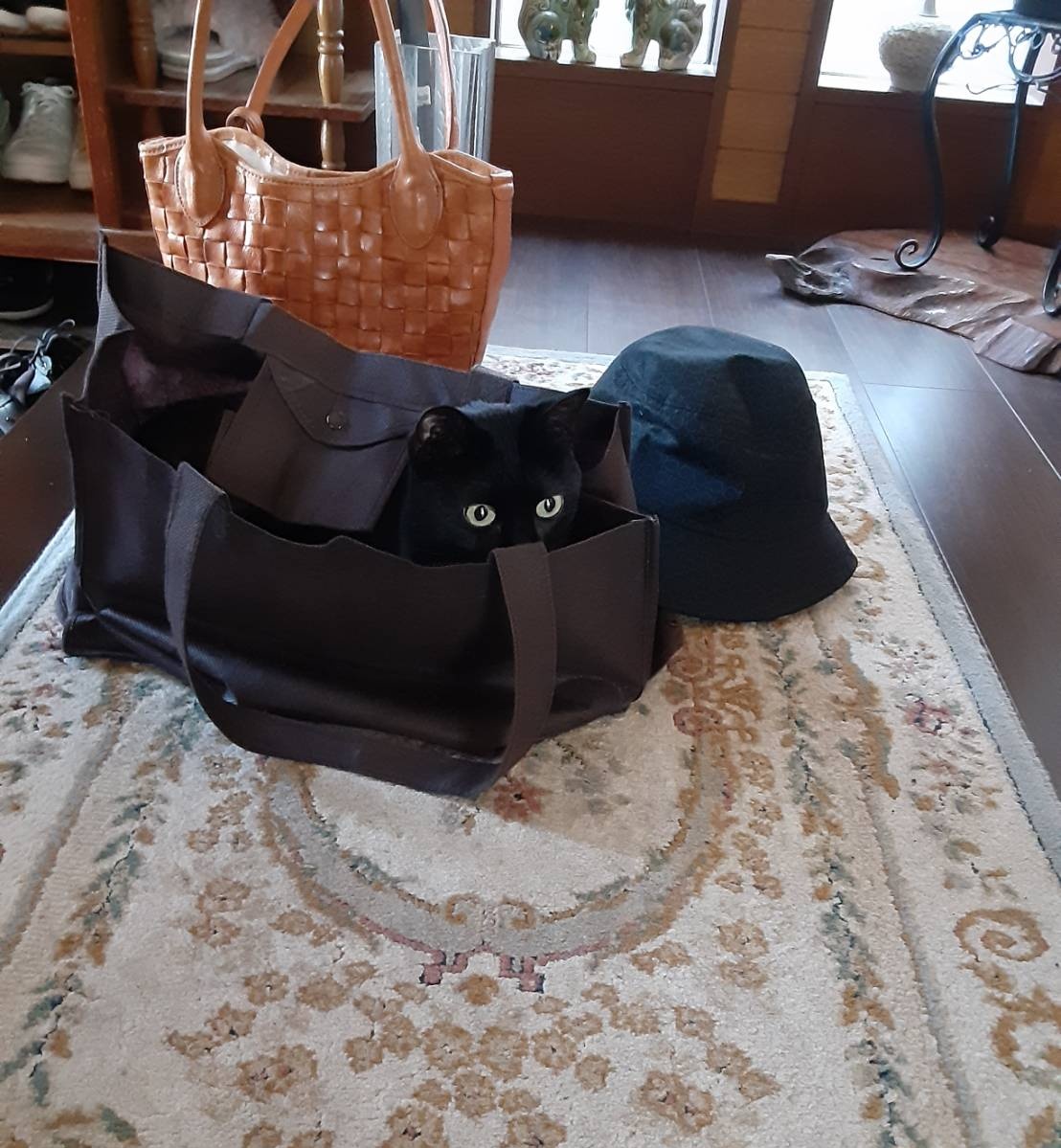 turi2018's tweet photo. 買い物へ行く準備をしていた母から「買い物袋に上手に入っていてビックリ！」と送られてきた写真。

めっちゃ行こうとしてる黒猫に笑った https://t.co/wzePF4XmrG