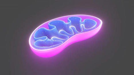 In this article, we'll explore the function of #Mitochondria and the indispensable role of #MitochondrialSupplements in keeping them in good shape.
#MitochondrialDysfunction #RoleOfMitochondrialSupplements #HealthBenefitsOfMitochondrialSupplements
chloepaltrow.livepositively.com/the-role-of-mi…
