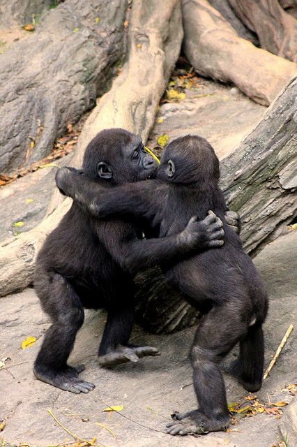 Hug it better.🐵🤗😍🥰💞
