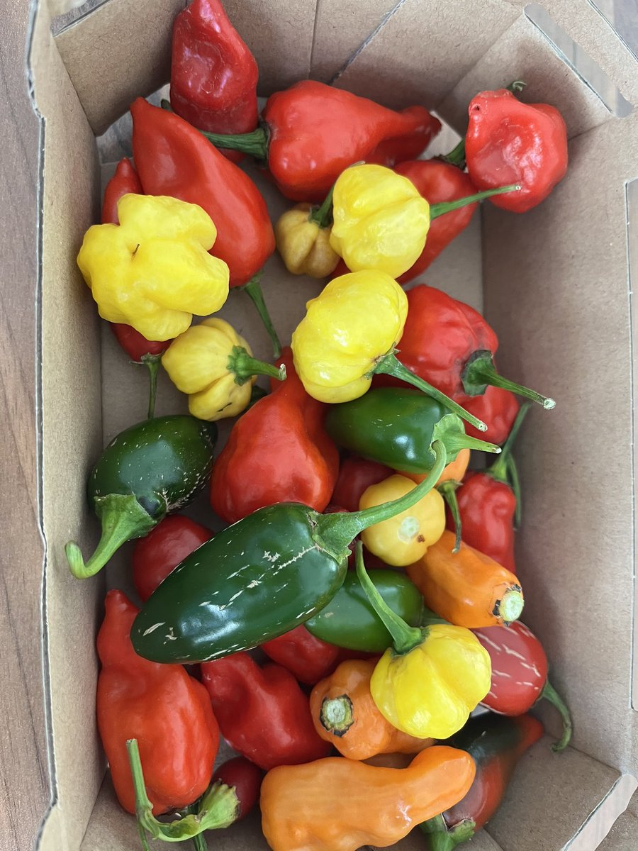 ltsfsf's tweet photo. Quite the colour palette from the garden this morning https://t.co/eFk20IHAN2