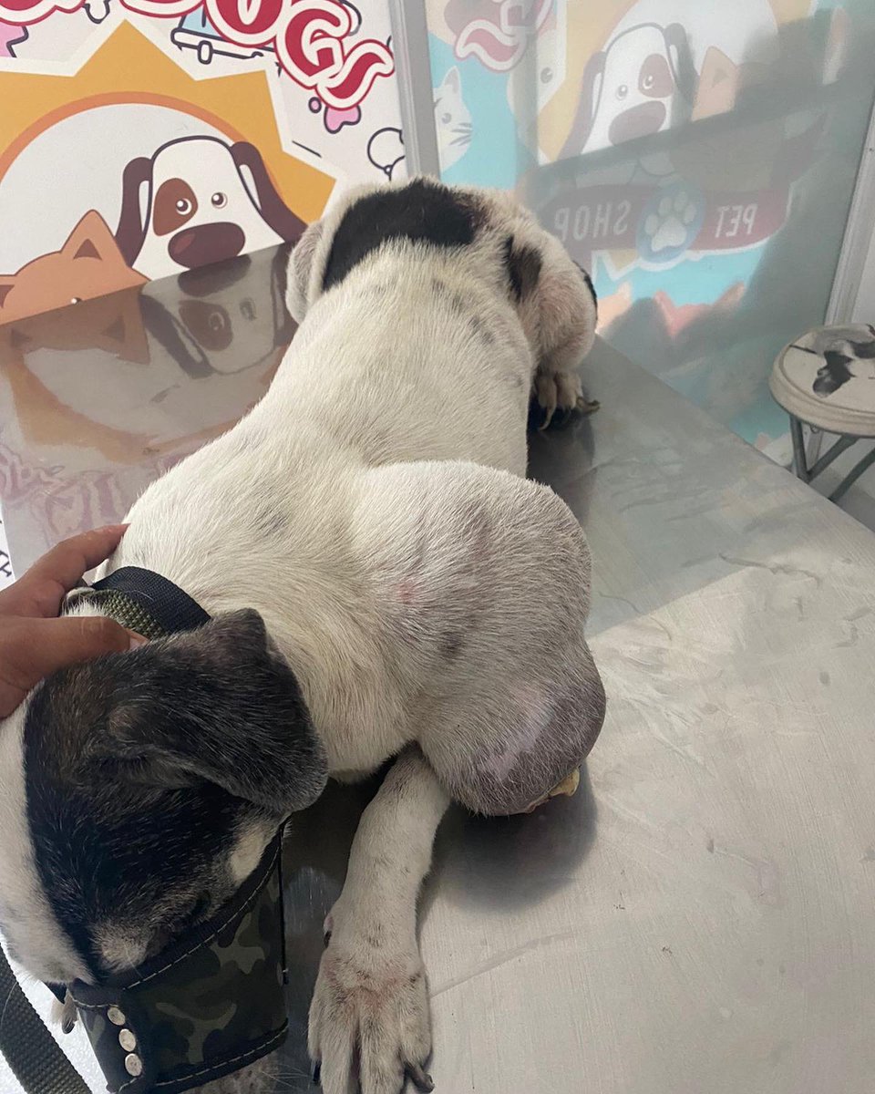 After many days without rescues today I received this terrible case😭This angel has a huge tumor that burst and is causing him a lot of pain💔He needs to be operated on asap but I need help to cover the costs❗️I need to raise $150 for him🙏

Please help👇

paypal.me/sosrv23