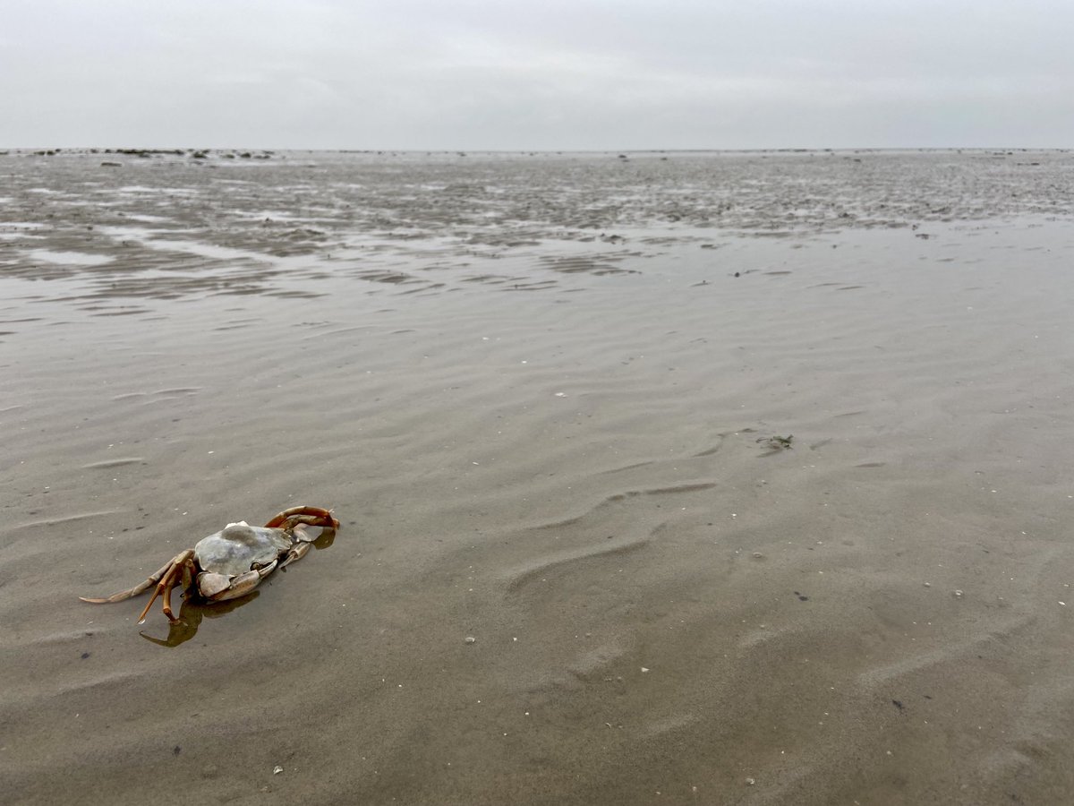 Een grijze, maar droge dag vandaag op #Terschelling. ⁦<a href="/BuienRadarNL/">Buienradar</a>⁩ ⁦<a href="/RTL4/">RTL</a>⁩ ⁦<a href="/RTLnieuws/">RTL Nieuws</a>⁩ ⁦<a href="/NOS/">NOS</a>⁩ ⁦@weermanreinier⁩ ⁦<a href="/WilliamHuizinga/">William Huizinga</a>⁩