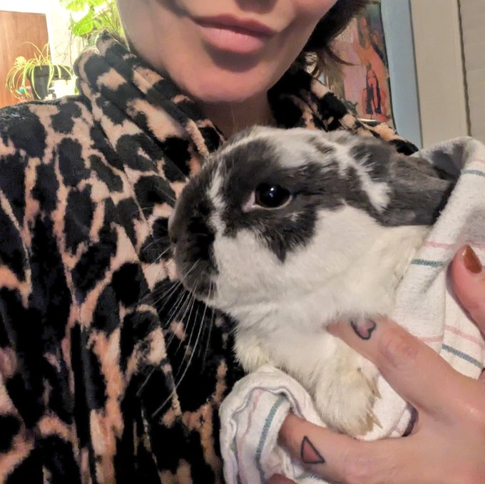 In the spirit of (accidental) St Francis of Assisi, I'm fostering this fluff. Anyone in the Bay looking<a href="/tag/mvsales"class="tags"><span>#mvsales</span></a>