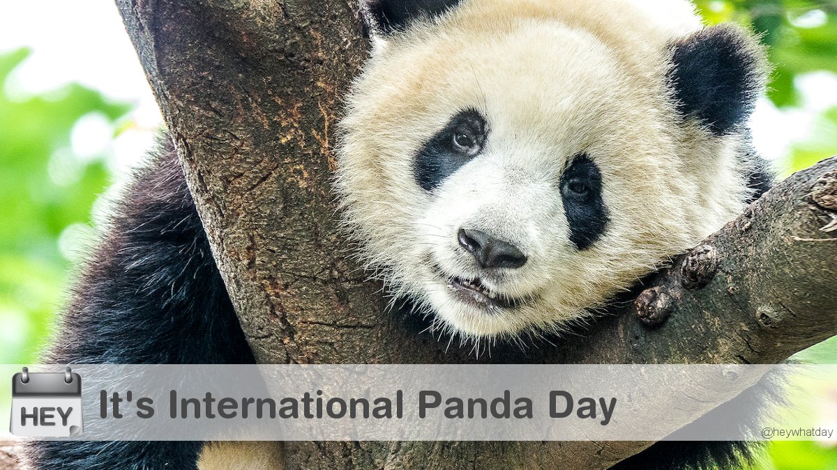 HeyWhatDay's tweet image. It&apos;s International Panda Day! 
#InternationalPandaDay #PandaDay #Panda