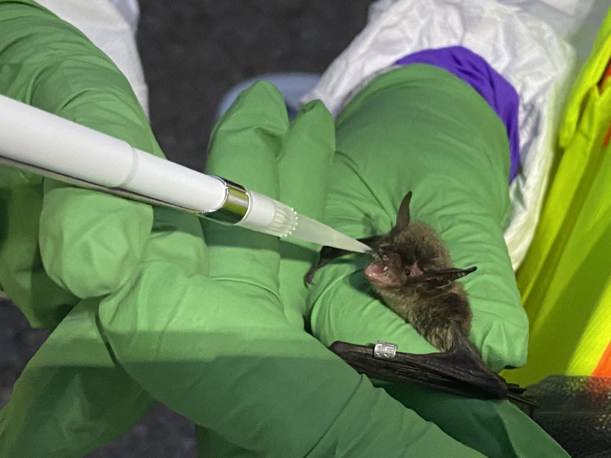 White-nose syndrome continues to threaten bat populations in North America, and efforts to develop management options have intensified. We are undertaking field trials to test the efficacy of a WNS vaccine for bats. Learn more: usgs.gov/centers/nwhc/s… #BatWeek