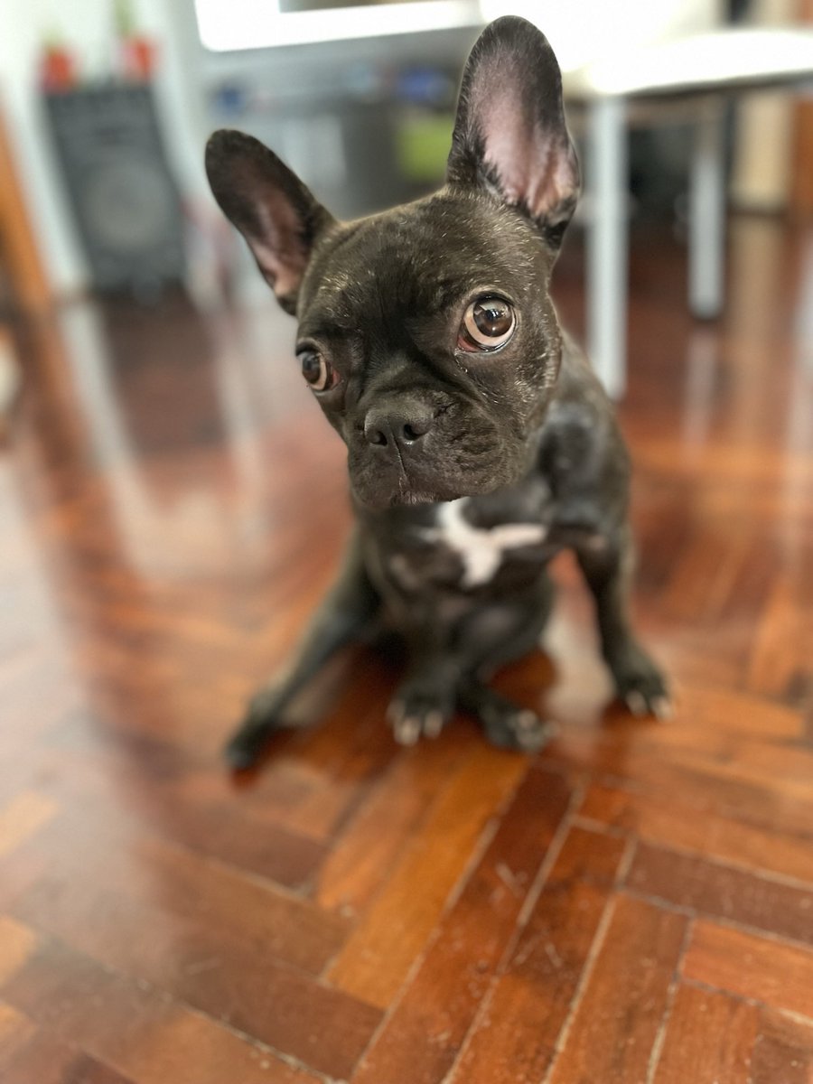 Daiana Carol O’Donnell tweet media