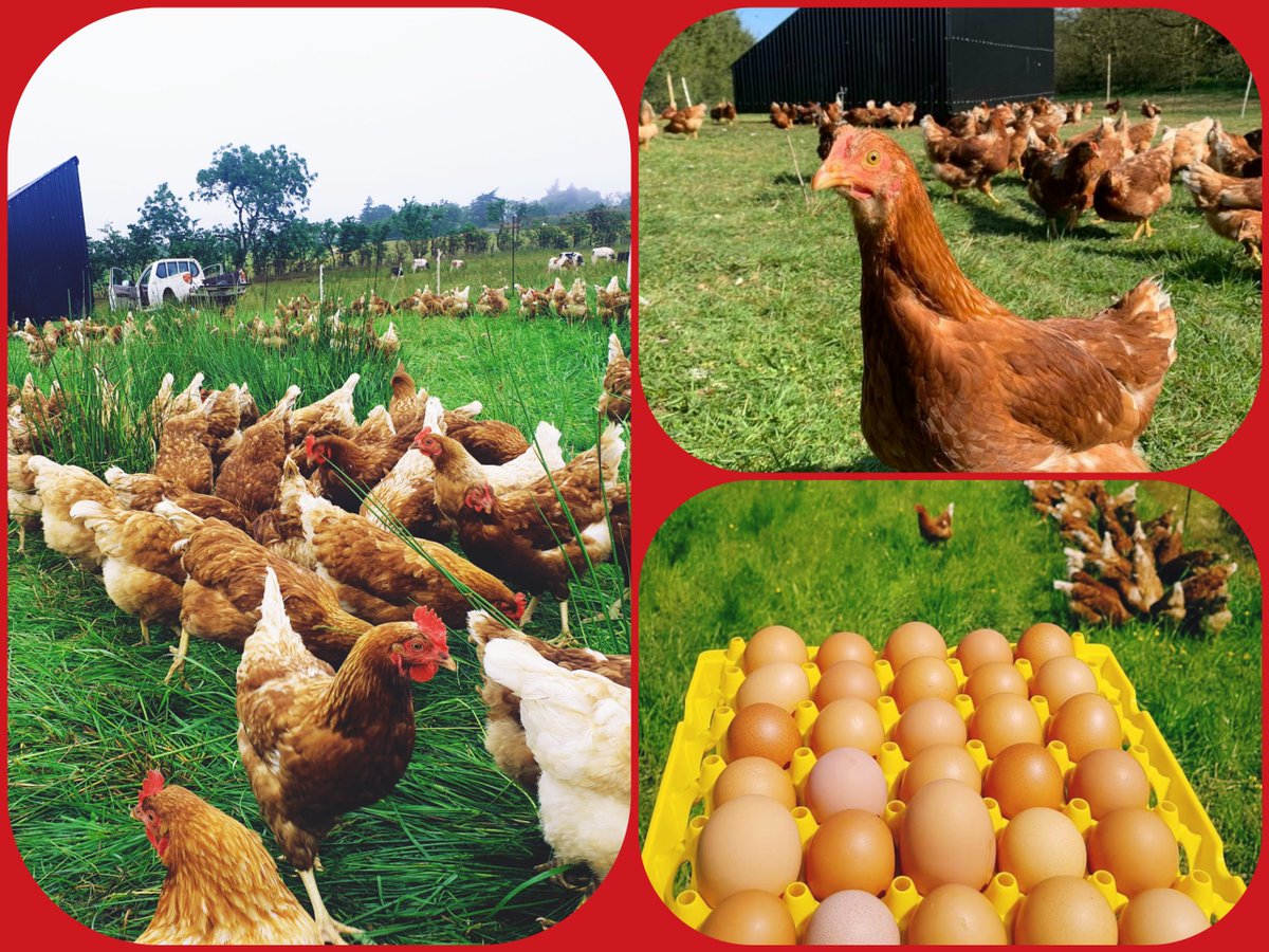 createdincavan's tweet photo. SeanNua Farm: Your local source for nutrient-dense goodness. 🌱🐓

Pastured poultry, a beautiful chemical-free market garden, mouthwatering grass &amp; leaf-fed beef and forest-raised pork; everything here thrives naturally.

Visit our website for more info: https://t.co/9xys1l2ysX https://t.co/hZrtMUfW9s