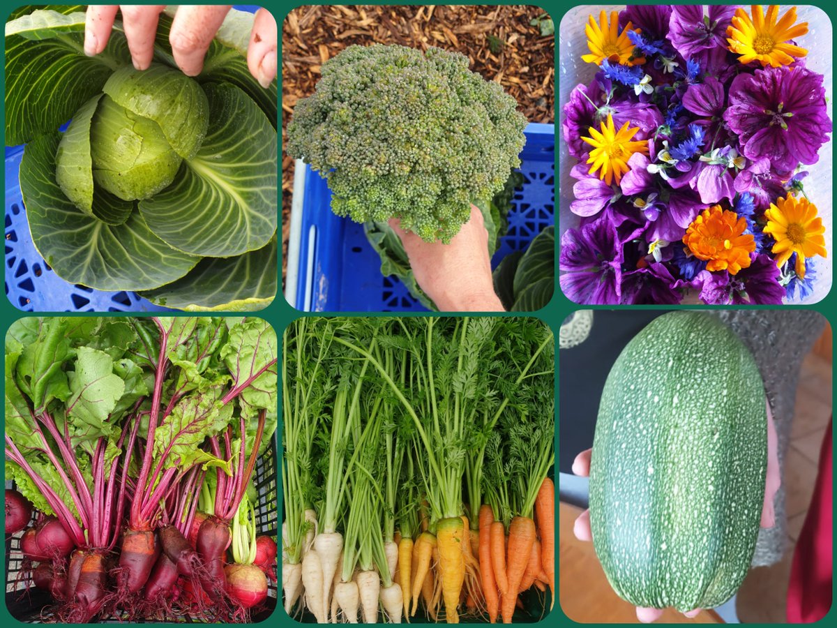createdincavan's tweet photo. SeanNua Farm: Your local source for nutrient-dense goodness. 🌱🐓

Pastured poultry, a beautiful chemical-free market garden, mouthwatering grass &amp; leaf-fed beef and forest-raised pork; everything here thrives naturally.

Visit our website for more info: https://t.co/9xys1l2ysX https://t.co/hZrtMUfW9s