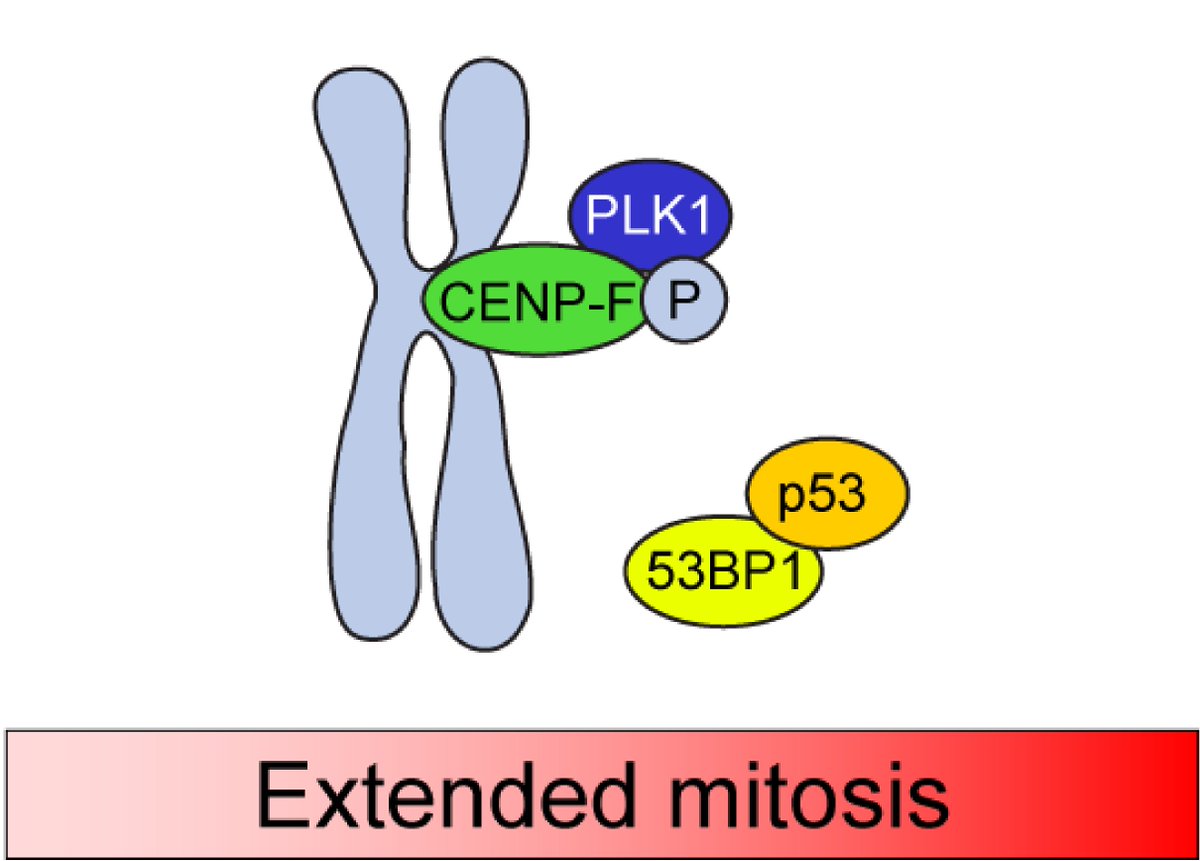 Following an abnormally extended mitosis, cells activate p53 via 53BP1. Surprisingly, 53BP1 kinetochore localization is dispensable for this process. PLK1 activity, a negative regulator of 53BP1 localization, appears to be essential instead.  embopress.org/doi/full/10.15…