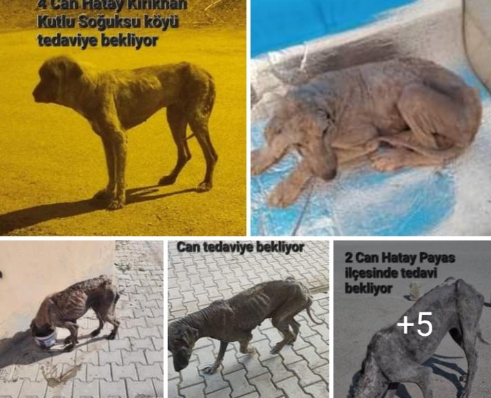 Hatay Kırıkhan, Altunözü, Kumlu ve diğer birçok yerde uyuzlu onlarca köpek var. 
Beş altısını Ankara'ya Son Şans Derneğine göndereceğiz,  nakli ayarlamaya çalışıyoruz ama geriye kalan uyuz canlar ne olacak. 
STK'lar, dernekler lütfen el atın. 
<a href="/haytap/">EGE</a>
<a href="/soceddernegi/">socedderneği</a> 
<a href="/ahbap/">Ahbap</a>