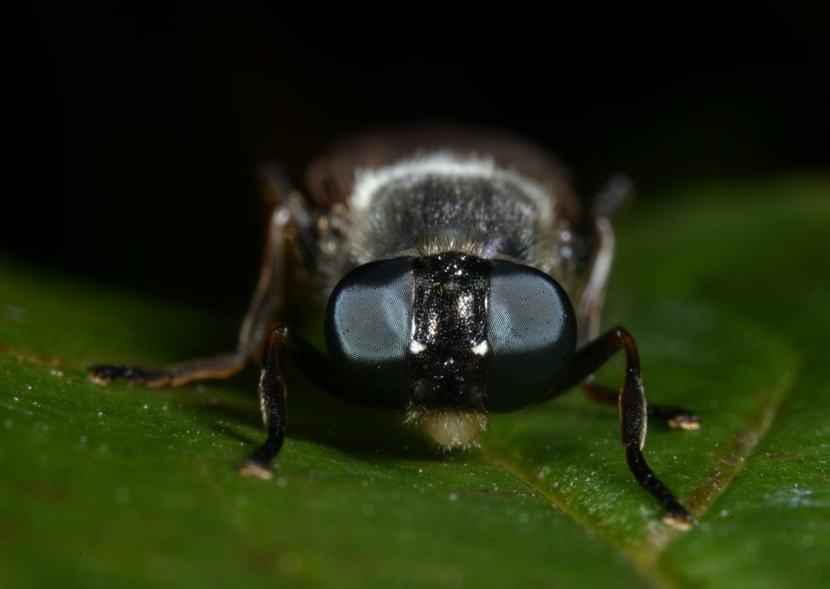 sabikikori5's tweet photo. #ルリミズアブ の顔面。
大人しい個体がいて撮影できた。
#Sargus niphonensis #Stratiomyidae #Diptera https://t.co/V0vxX3Wlqg