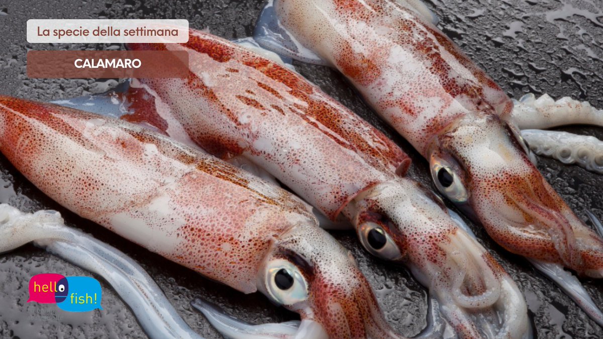 Il mollusco dai 3 cuori: il #calamaro infatti ne possiede 3 e di colore verde: 2 che pompano sangue alle branchie e 1 che pompa il sangue al resto del corpo.
🧐Continua>hellofish.it/it/il-mollusco…
#speciedellasettimana #hellofish 
<a href="/SocialMasaf/">Ministero dell'Agricoltura</a> <a href="/unioncamere/">Unioncamere</a> <a href="/pofeamp/">PO FEAMP 2014-2020</a> <a href="/SiCameraSocial/">Si.Camera</a>