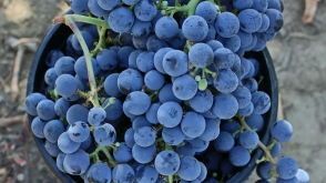 Can you name the six NCPN-Grapes clean plant programs in the U.S.? If not. Visit buff.ly/3KjOvkb to learn more about the centers' positive and far-reaching impact on the U.S. grapevine industries! #NCPNPlants #NCPNGrapes #startcleanstayclean