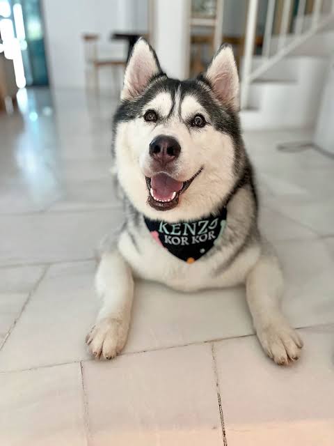 husky lover tweet media