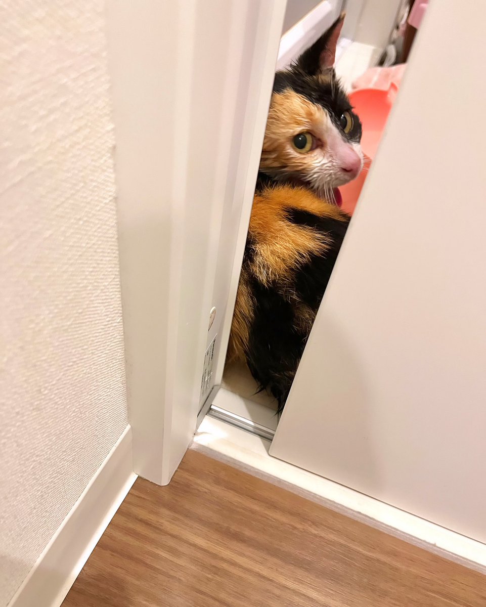 直近でわかっている予定は…

1日は京都産業大学　
在間ゼミさんのインタビュー🎤

5日はCAMPFIRE(クラウドファンディング)の
オンラインセミナー参加
となっています🫡

5日までには丸のこ買って、
自作丸のこガイド製作に挑戦します🤛

そして、写真は
先日保護した団地ネコのミケちゃんです😍