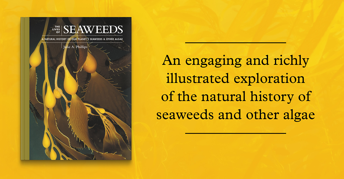 Offering rare insights into the algal world, Julie A. Phillips’ The Lives of Seaweeds is essential reading for #naturalists and #marine life enthusiasts. Available November 21, preorder your copy of this richly illustrated book today: hubs.ly/Q026TK800 #seaweeds #algae