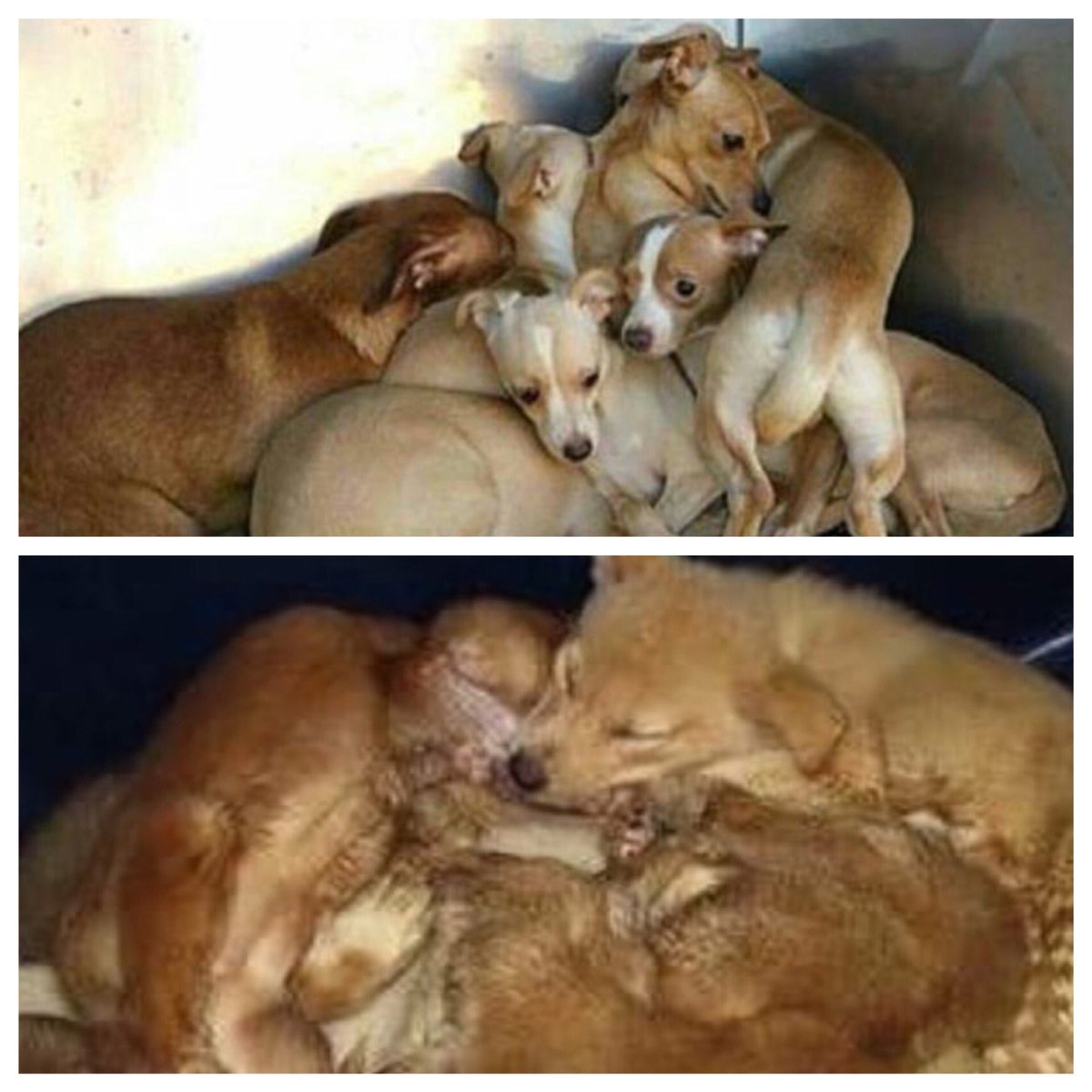 #殺処分機撤廃
#人間の大罪

どうかお願いです
この光景から目を背けないで下さい

殺処分されたこの子達の命を
どうか軽く見ないで下さい

父も母もいたはず
夢も希望も明日もあったはず

何の為に生まれて来たのか
何の為に生きて来たのか

こんな仕打ちを人間から
受ける為に生まれて来たんじゃない