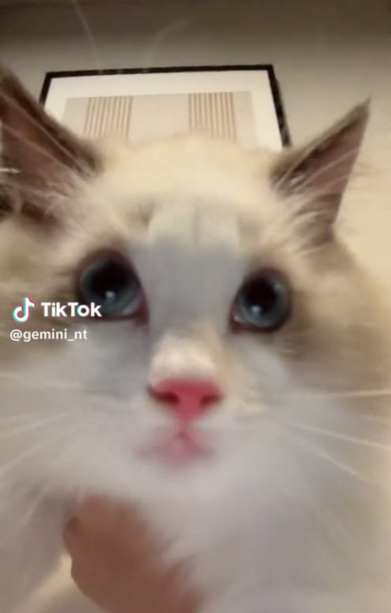 nox2perrr's tweet photo. กี๊ดดดดดดด น้องมาแล้ววววว จุ๊มุ จริงจังมั้ย เจมตั้งชื่อนี้จริงหรอ55555555555555555555 https://t.co/7IUGQH7Oth