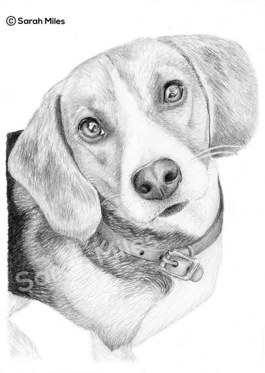 Just showing off my latest drawing. How adorable is this pooch!! 🥰
#beagle #beagledrawing #dogs #doglovers #dogportrait #petportrait #dogsofinstagram #pets #petportrait #dogportrait #art #artist #sarahmiles #sarahmilesart #artbysarahmiles #leeds #leedsartist #yorkshireartist
