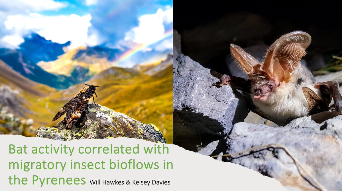 Dr Will Leo Hawkes (@willleohawkes) on Twitter photo .<a href="/KdaviesEnto/">Kelsey Davies</a> and I will be talking for the <a href="/RSocPublishing/">Royal Society Publishing</a> about our bat and #insectmigration research this afternoon at 3pm UK time!
Here's the link:
cassyni.com/events/PRxb5Yw…
and the paper: royalsocietypublishing.org/doi/full/10.10… .<a href="/KdaviesEnto/">Kelsey Davies</a> and I will be talking for the <a href="/RSocPublishing/">Royal Society Publishing</a> about our bat and #insectmigration research this afternoon at 3pm UK time!
Here's the link:
cassyni.com/events/PRxb5Yw…
and the paper: royalsocietypublishing.org/doi/full/10.10…