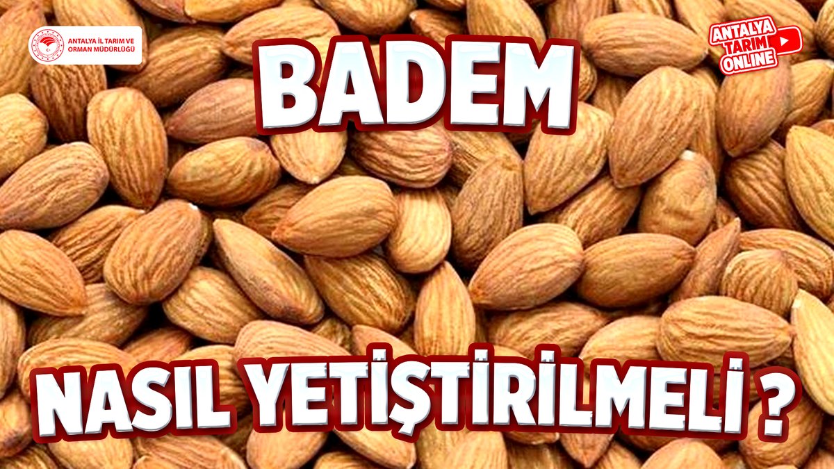 Kıymetli Çiftçilerimiz

#Badem Yetiştiriciliği hakkında gerekli tüm bilgileri #ücretsiz sunduğumuz eğitimlerimize 👇linkten ulaşabilirsiniz👇
youtube.com/watch?v=9GXEJ8…

#NasılYetiştirmeli? 

#GelecekTarımda
#TarımAntalyada

<a href="/ibrahimyumakli/">İbrahim Yumaklı</a>
<a href="/FratErkal/">Fırat Erkal</a>
