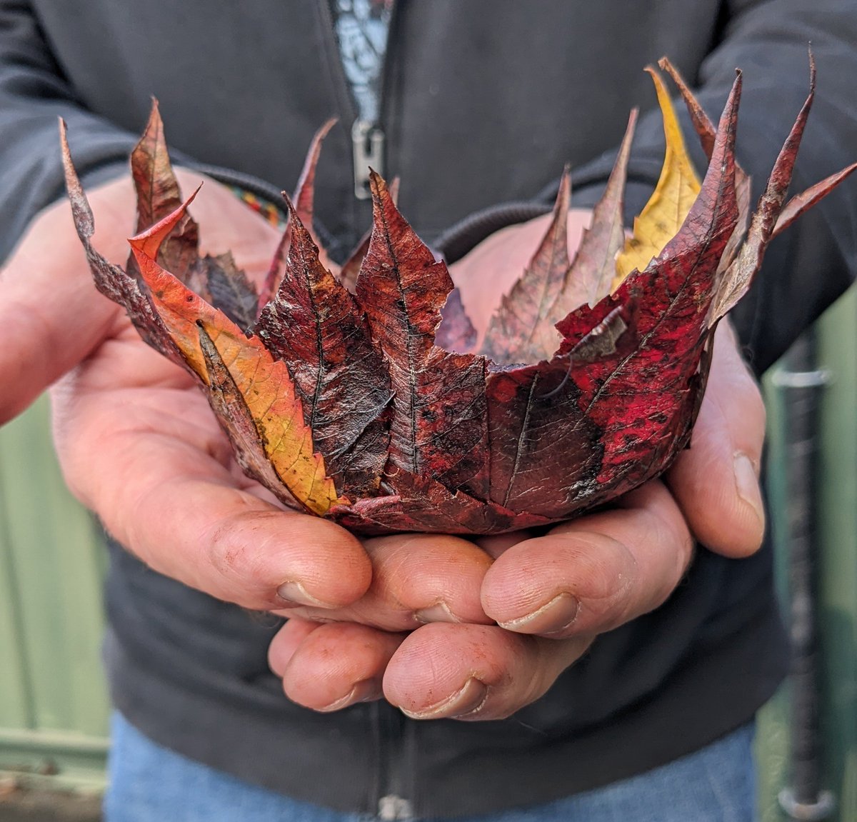 sarah goodey tweet media