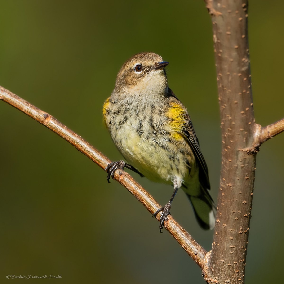 Yellow-rumped warbler. @CentralPark_NYC #birdcpp #fallmigration #warblers #birdingphotography #centralparkbirds #birdwatching #MigratoryBirds #BirdsOfTwitter