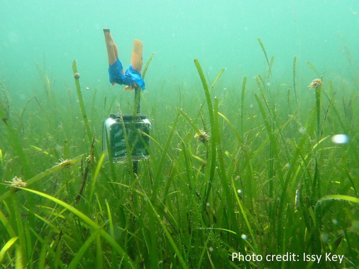 *PhD position alert* Use #acoustics and #AI to study #seagrass #restoration and their #EcosystemValue in Scotland! 🤿🎧🦐🐟🦀🫧💰 Apply here: shorturl.at/diEKV @IapetusDTP @UofGlasgow @StirUni @EdinburghUni