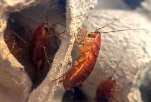 ／
プレゼント企画🎁
＼

①イエコ🦗2000匹
②レッドローチ🪳2000匹
上限まで何匹でも。

■応募方法
1   <a href="/iroharoach/">いろ爬まる</a>を「フォロー」
2  ご希望の番号を記載の上、この投稿を「リポスト」または「引用」
■応募締切
10/29（日）23:59迄

詳しくは画像にて。