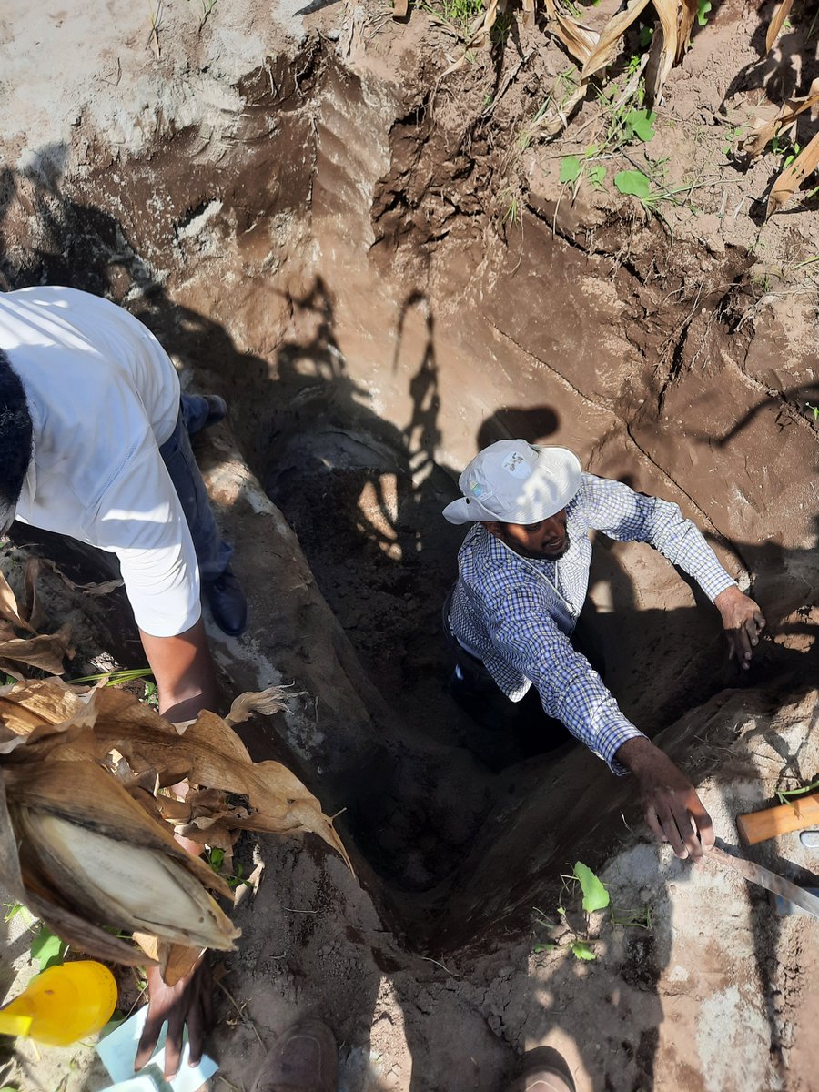 Land Soil Crop Hubs (@projectlsc) on Twitter photo 📸New photos from <a href="/ProjectLSC/">Land Soil Crop Hubs</a> fieldwork!
View images from <a href="/MusefaRedi1/">Musefa Redi</a> research in Ethiopia, helping generate #climatesmart fertiliser recommendations: flickr.com/photos/1971481…
Have a question about an image? Put it in a Flickr comment under the photo! #soil #soilscience 📸New photos from <a href="/ProjectLSC/">Land Soil Crop Hubs</a> fieldwork!
View images from <a href="/MusefaRedi1/">Musefa Redi</a> research in Ethiopia, helping generate #climatesmart fertiliser recommendations: flickr.com/photos/1971481…
Have a question about an image? Put it in a Flickr comment under the photo! #soil #soilscience