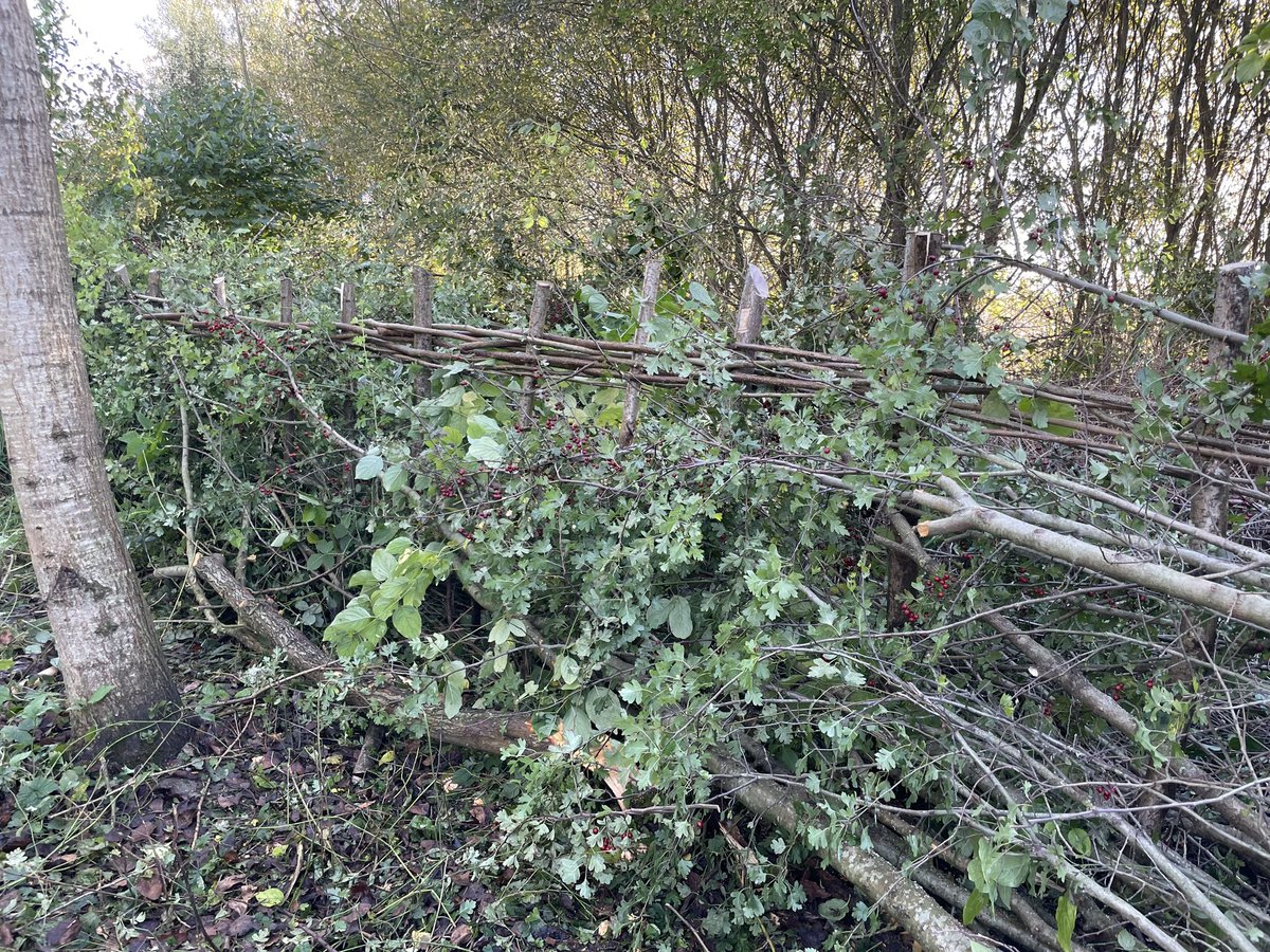 CWPRangers's tweet image. Great to work with students studying Wildlife Conservation and Countryside management @RoyalAgUni yesterday. They’ve done a great job of hedge laying at Cleveland Lakes nature reserve.