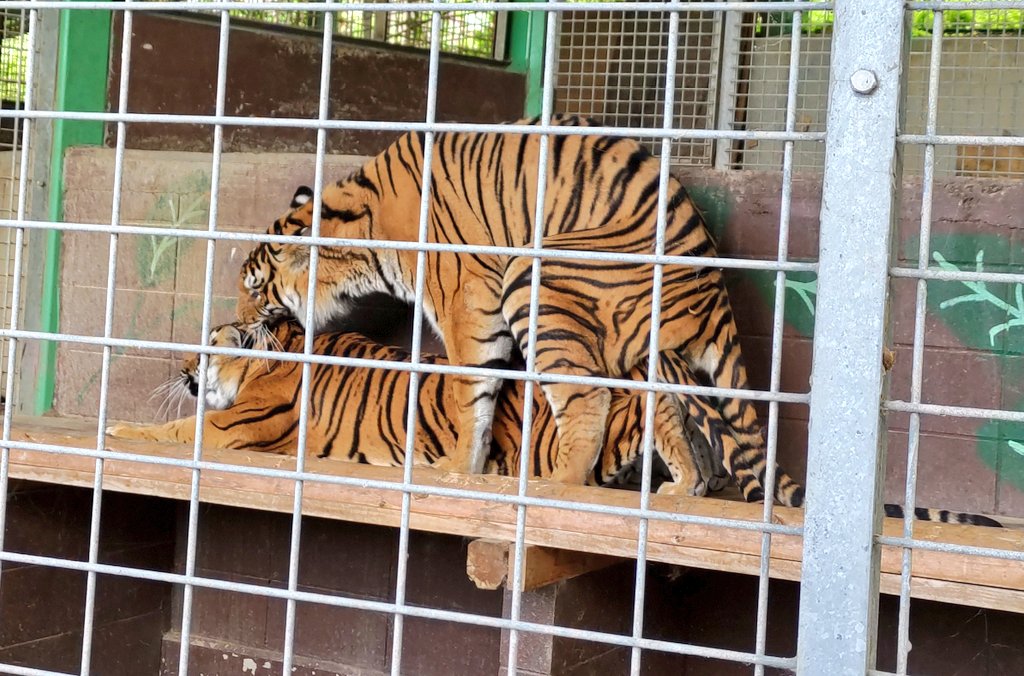 動物園言った時の写真、これが10枚ぐらいあって無理すぎ 