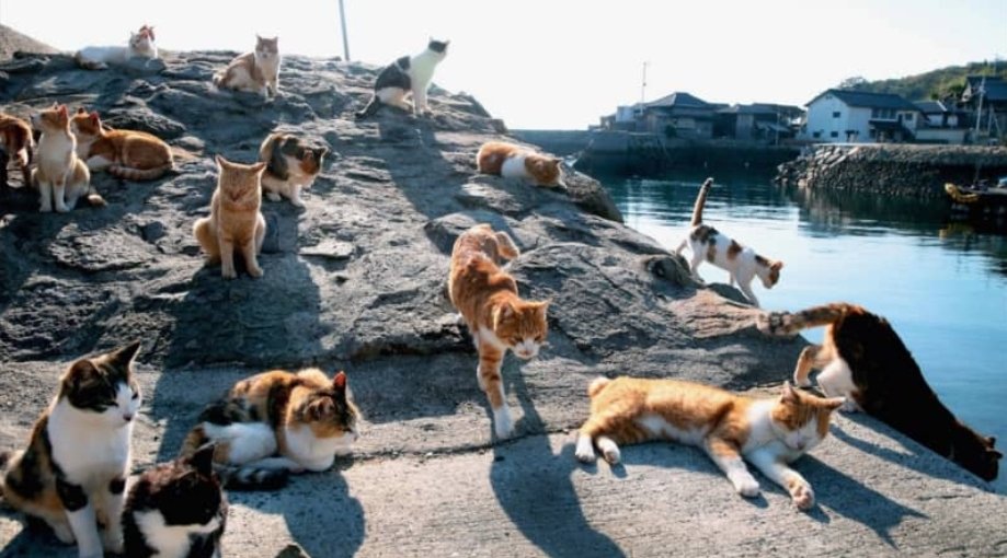 studrill_jp's tweet photo. [How to Get to Tashirojima, the Cat Island in Japan!]

The first step is to go to Japan, then travel to Ishinomaki by train or bus from Sendai, and finally take a 30-45-minute ferry ride to Tashirojima. After that, you can enjoy playing with the adorable fluff balls! ˃ ᵕ ˂ https://t.co/Ou6t6FzEvz