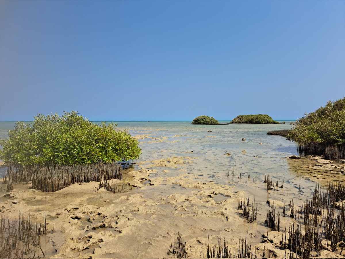 Mangrove field work has kicked off
First stop #ningaloo #worldheritagearea Mangrove Bay