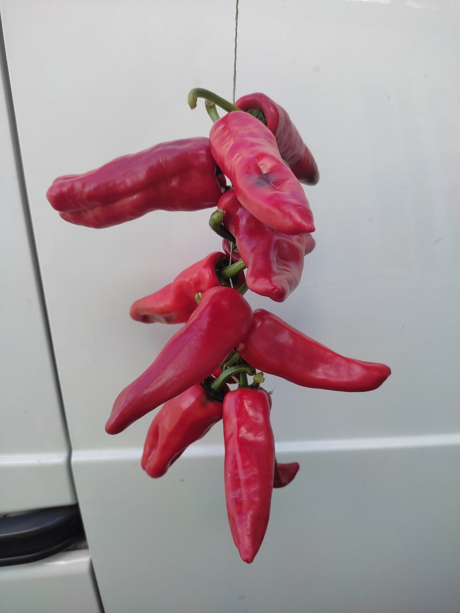 Choriceros