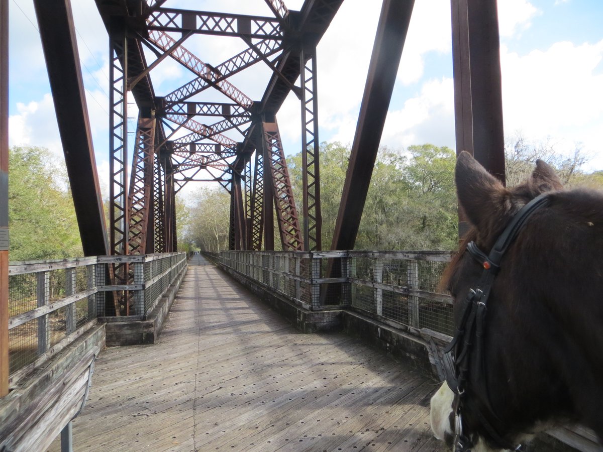Horseback riding is another way to explore & enjoy a select group of #FLStateParks. 🏇 The 📍 Nature Coast State Trail in Fanning Springs is one of those destinations, providing a different vantage point to explore #TheRealFlorida! 🌐: bit.ly/46rzbKD #GoOutdoorsFL