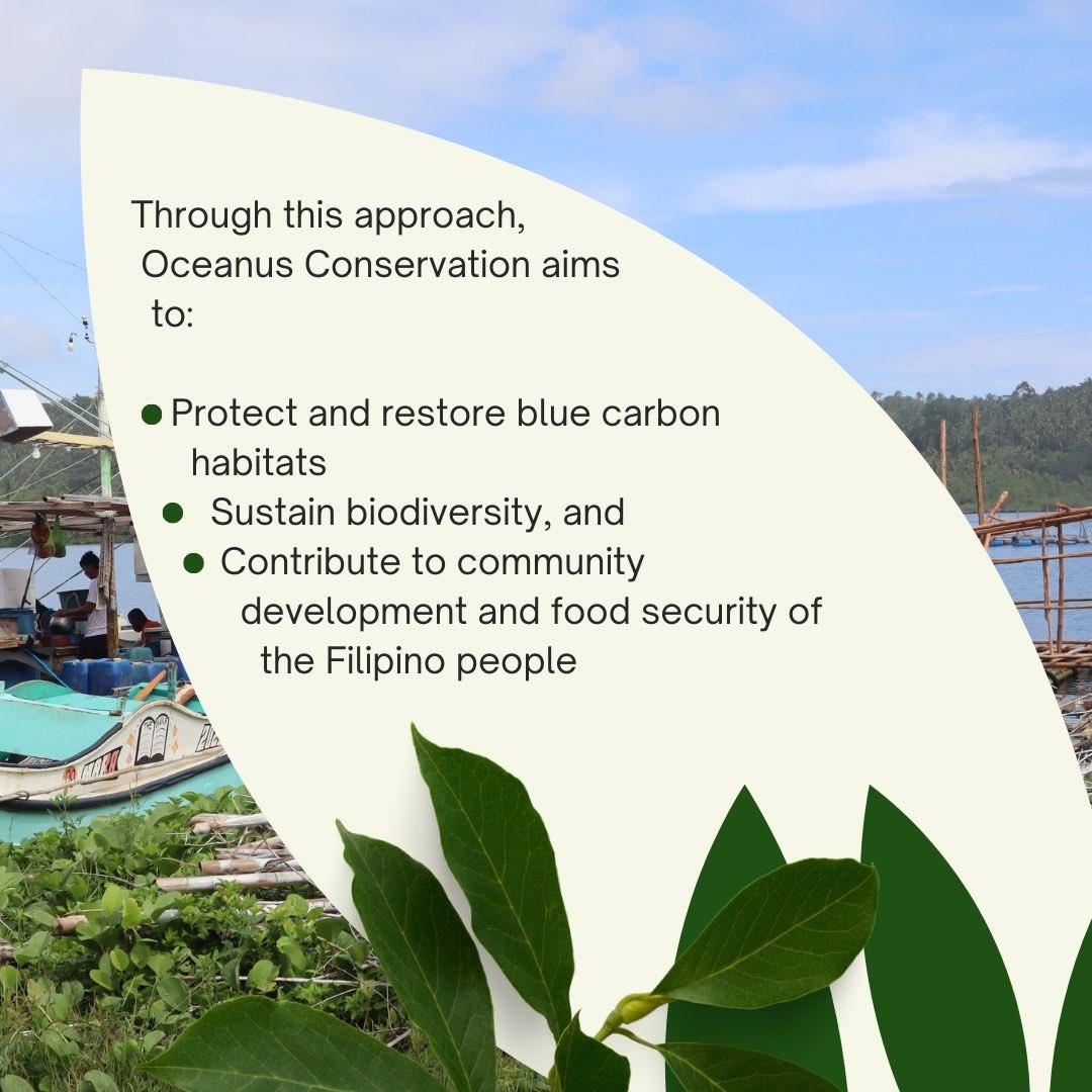 GainForestNow's tweet image. Mangrove and seagrass ecosystems are the cornerstone of @OceanusPH’s efforts. Research indicates that mangroves sequester four to five times more carbon than terrestrial forests meanwhile seagrass capture carbon 35times faster than terrestrial forest. This underscores the urgency…