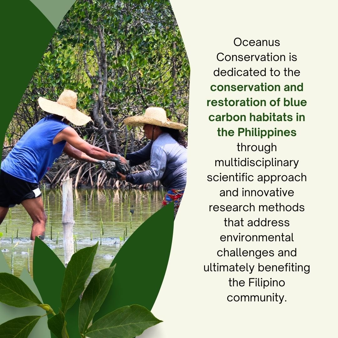 GainForestNow's tweet image. Mangrove and seagrass ecosystems are the cornerstone of @OceanusPH’s efforts. Research indicates that mangroves sequester four to five times more carbon than terrestrial forests meanwhile seagrass capture carbon 35times faster than terrestrial forest. This underscores the urgency…