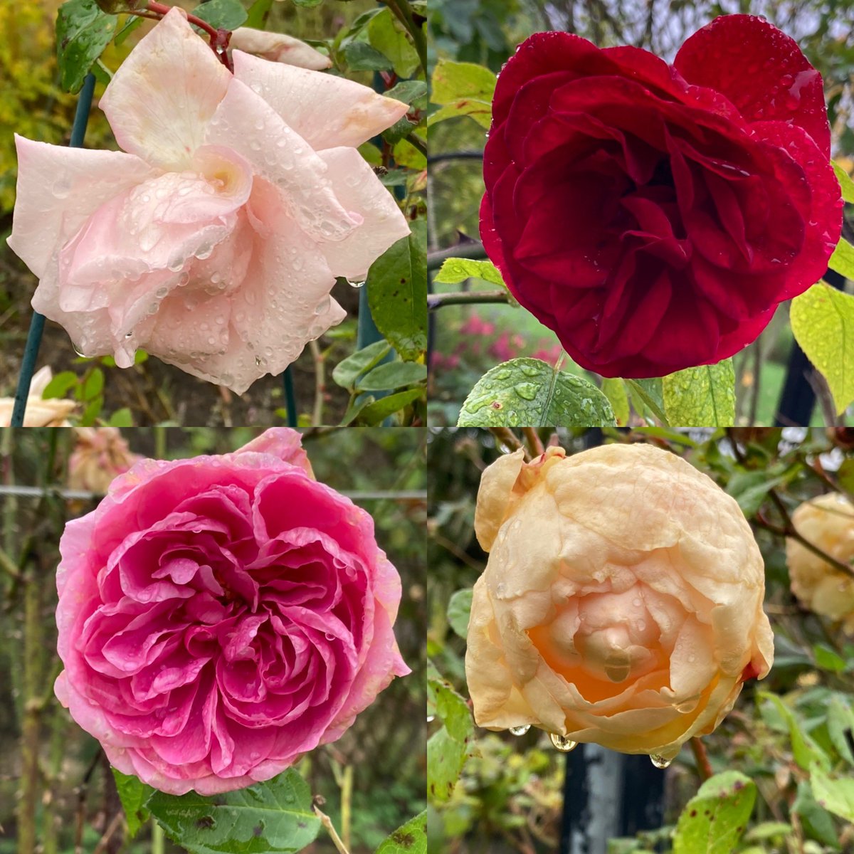 Nature as therapy - on a misty day the colours really pop! #plants #trees #AutumnColour #acers #penstemons #roses @HelmsleyWalledG