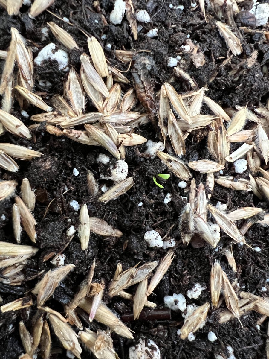 Look closely! Another year of student-grown #prairie plants is officially underway with the very first seedlings of the school year. By May, our greenhouse will have thousands of plants, every single one grown by @WaubonsieValley students. #BeWV #GoWarriors @WVSCI @howard_nic