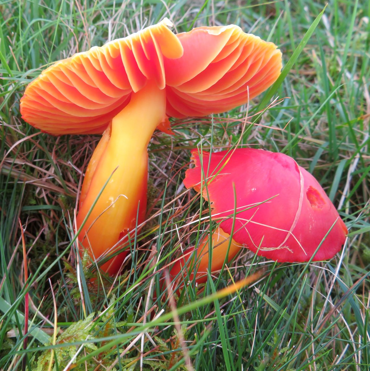 Love_plants's tweet photo. On this #FungiFriday, we’re looking at how well farming &amp; fungi can go together🍄 🚜 
 
Plantlife’s Sheena Duller, has found 22 species of waxcaps on her farmland!🔎 

Read on to find out how fungi can benefit your farming
▶️ https://t.co/j8lurveOPJ

@NFFNUK @NFUCymru @FUW_UAC https://t.co/tm5UURi1Wl