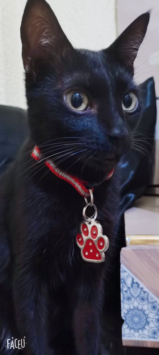 KW_MRZ's tweet photo. #NationalBlackCatDay

My A-ying~~~ https://t.co/wepKlHbDt7