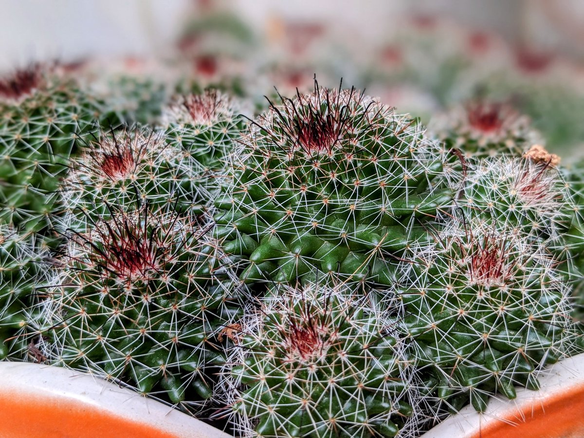 iJay_1700's tweet photo. Beautiful Plant 🌵
#teampixel #pixelshot #plants #nature #flowers #garden #plant #travelling  #plantsmakepeoplehappy #gardening #green #photography #naturephotography #houseplants #flower #indoorplants #love #urbanjungle #art #plantlife #beautiful #naturelovers #homedecor https://t.co/gIVIe6pht7